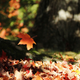Illustration for article titled Shooting Challenge Fall Leaves Gallery 3
